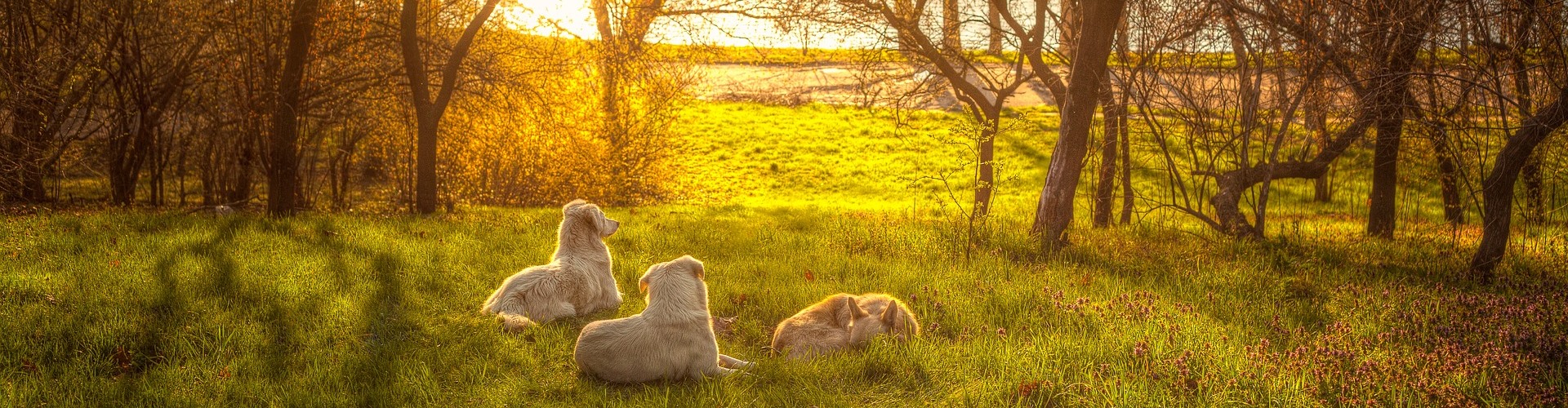 Hunde genießen die Natur mit Reico Hundefutter