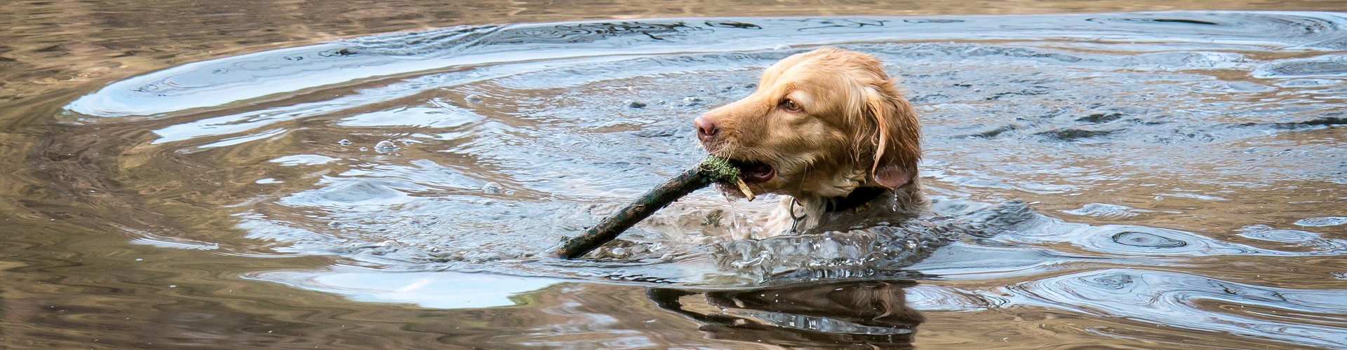 Hund schwimmt